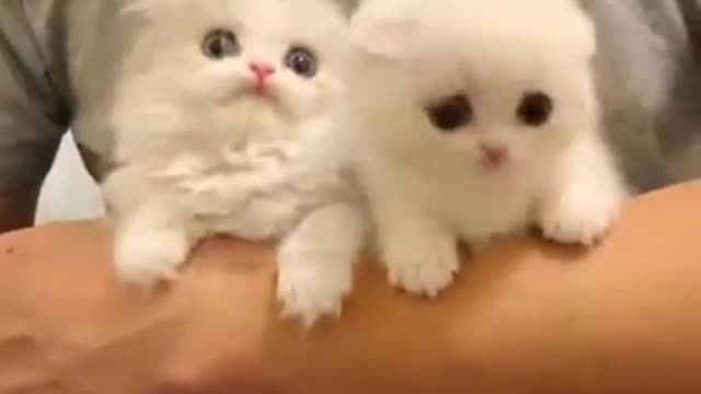 funny Baby Cats - Cute and Aww Cat Videos Compilation - Cute Animal #15 (#cute #cat #babies #animal)