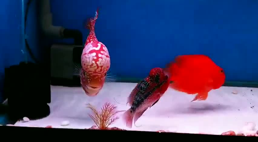 Lou han fish (flowerhorn) 12