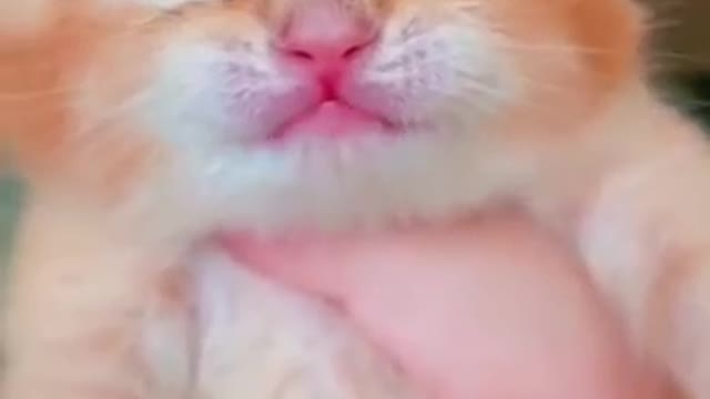 Baby cat crying