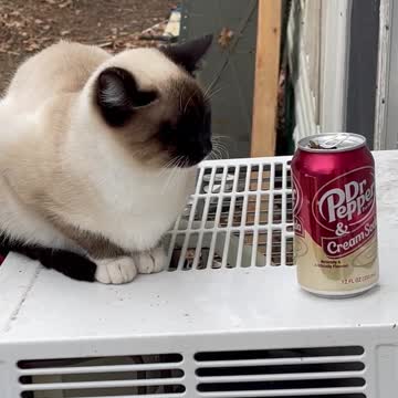 Bees !! They have moved in!! My cats Sailor is super chill