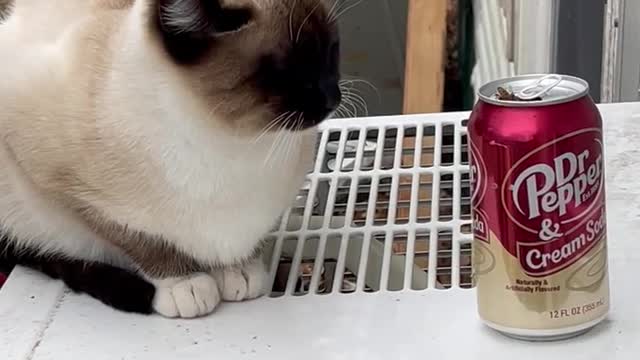 Bees !! They have moved in!! My cats Sailor is super chill