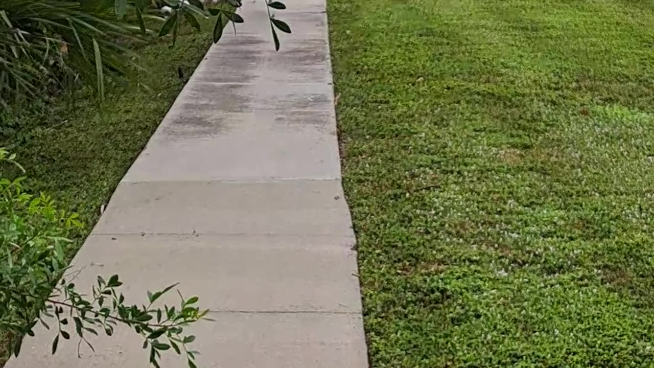 White Ibis birds in Florida and God's creation of beautiful children. 12/27/23