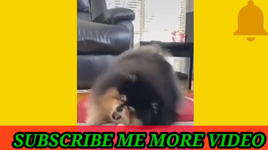 Rumble/dog fear you video ,best dog videos