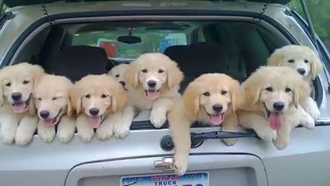 Funniest Golden Retriever PUPPIES will make you LAUGH ALL DAY 😁