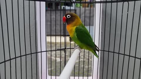 Loudly Shout green attractive Bird | #birds #parrots #beautiful #trending