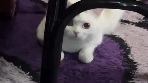 Cute and weak cat, do you want to pet it