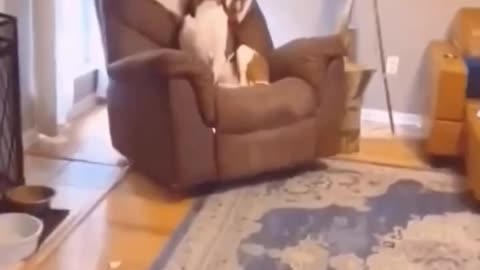 Dog Thinks Eye Contact Makes Her Look Guilty