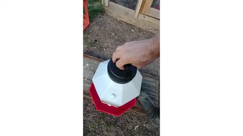 Chicken Waterer Refill Procedure