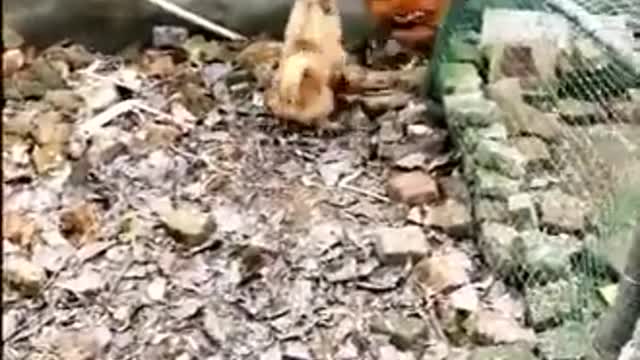 Chicken VS Dog Fight - Funny Dog Fight Videos for you