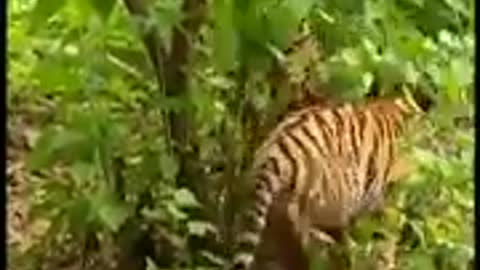 Funny animals videos