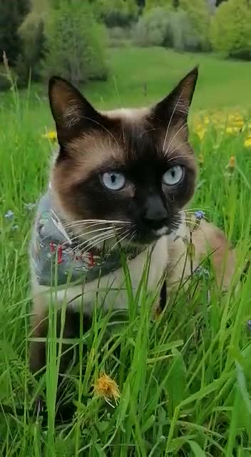 cute cat in the middle of the flower