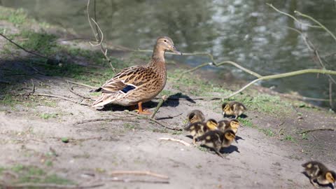 # Ducks# Happy Family