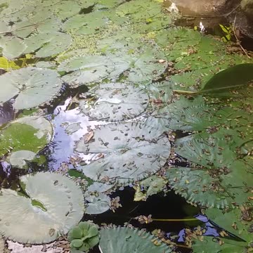 3.11.2024 From the Pond (2)