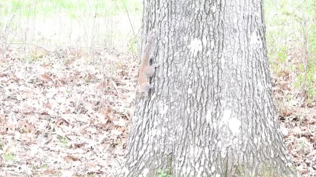 Little "Callie" learning to hunt squirrels.