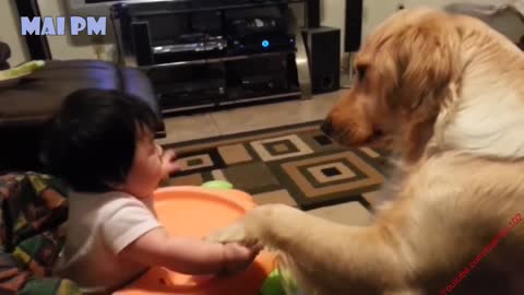 Golden Retriever Dog And Baby Are Best Friend - Cute Dogs Love Babies Compilation