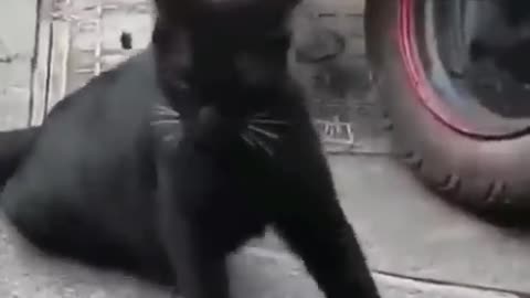 Cat sark mind