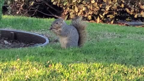 Squirrel in the Wild 04