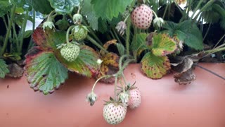 How Growing Lots of Strawberries on Zero Ground