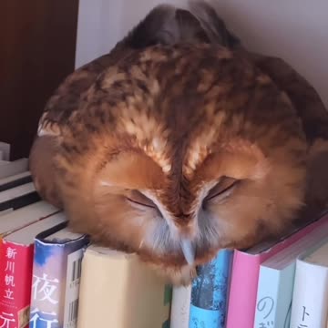 Reading books helps you sleep better 😍