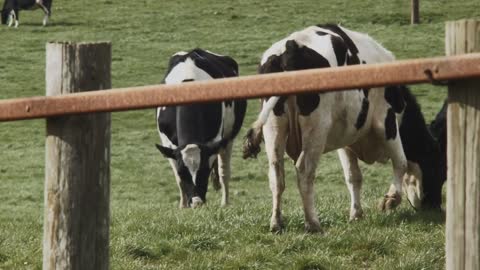 two Cows grazing, view from the fences