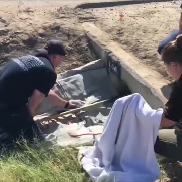 Eight puppies rescued from storm drain