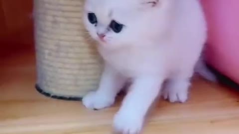 Cute and funny cats