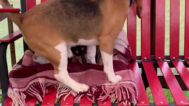 two dogs on one bench