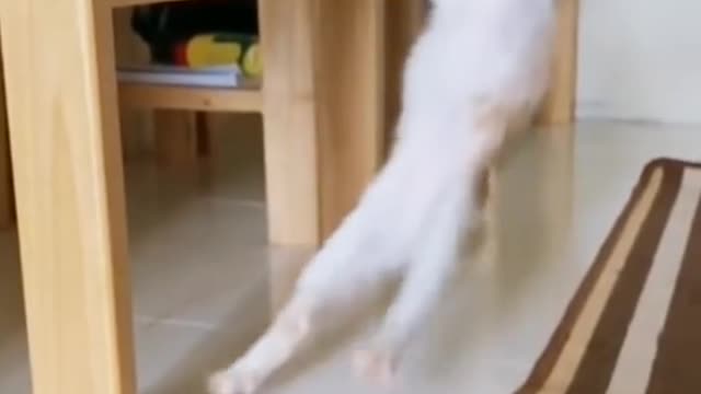 cat funny videos funny moments - comedy videos