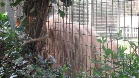 A Lion Walking Inside His Cage