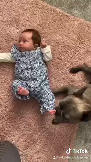 French Bulldog loves his newest member of the family