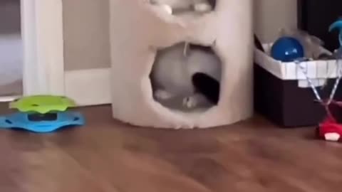 Cat clearly stuck in the Matrix 😂