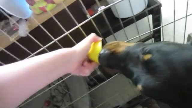 Dog Licks Lemon