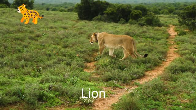 Queen of the Jungle and King of the Jungle