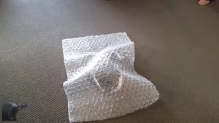 My Cat loves Bubble Wrap