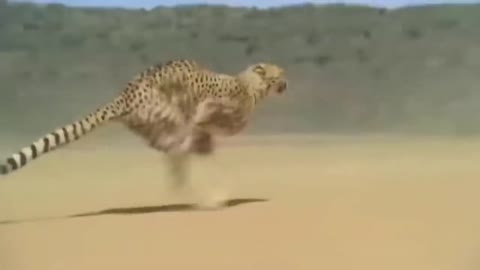 Cheeta runs