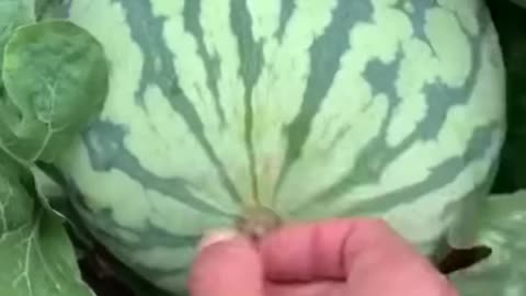 How to open a watermelon without a knife