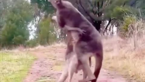 Oh my God, two kangaroos were fighting and one kangaroo ran right into the fence