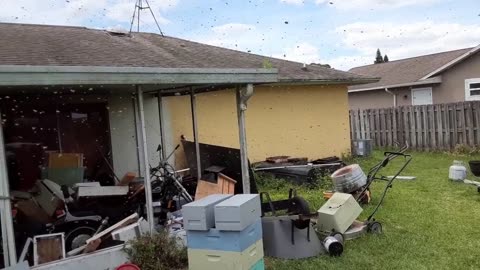 Patio swarm 03-3024