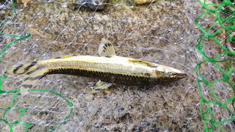 Korea Natural Monument Fish Shiri