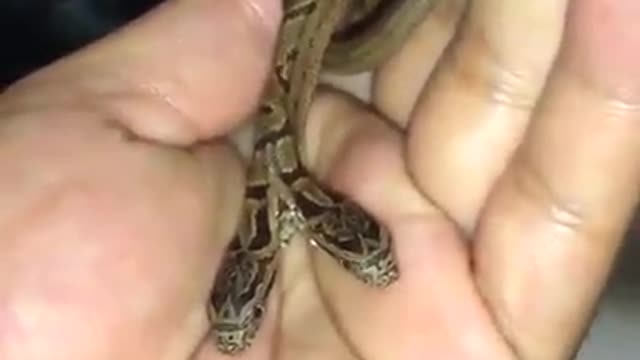 Miracle snake with two heads Amazing video