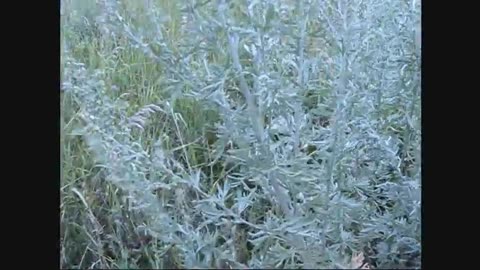 Picking Wormwood and Red Clover