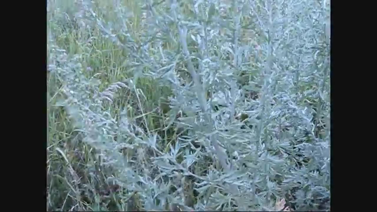 Picking Wormwood and Red Clover