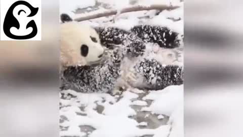 SUPER CUTE PANDA COMPILATION - FUNNY PANDA VIDEO'S