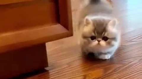 Cute lovely kitty 🥰😍