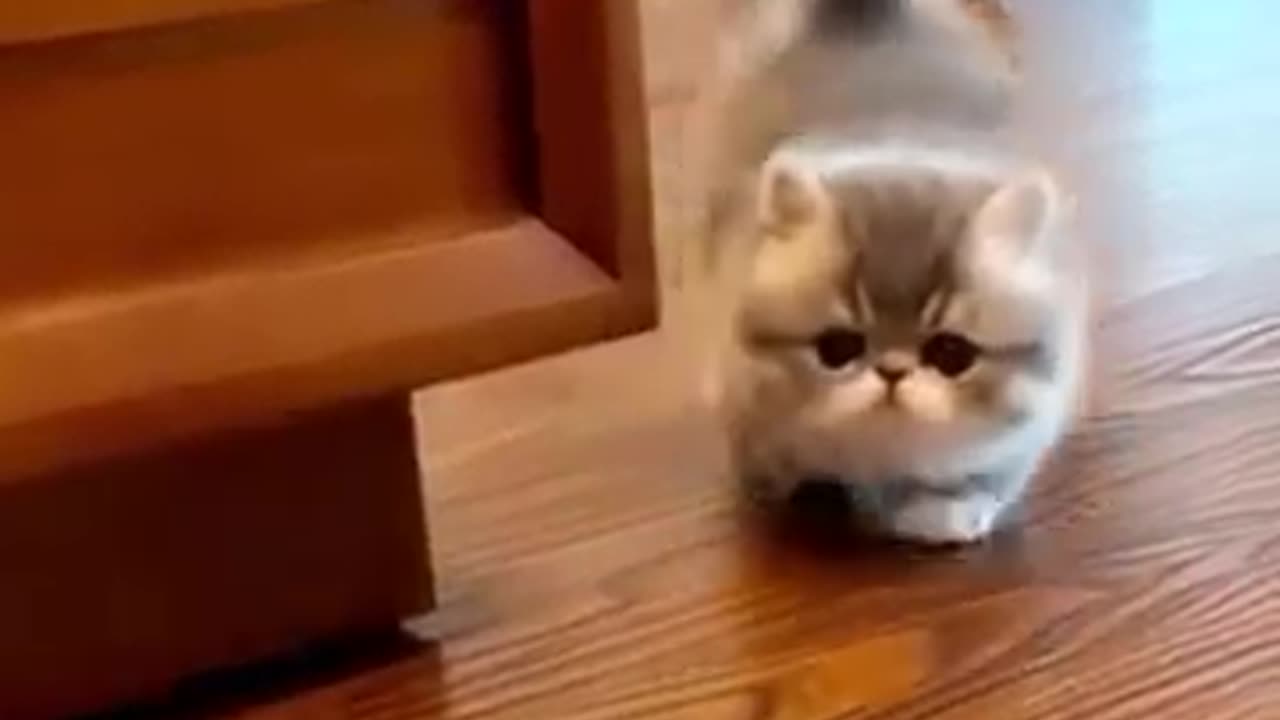 Cute lovely kitty 🥰😍