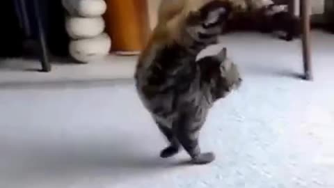funny animals
