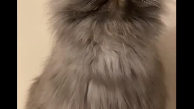 BEST TIKTOK PETS COMPILATION #1 🤣😂😍