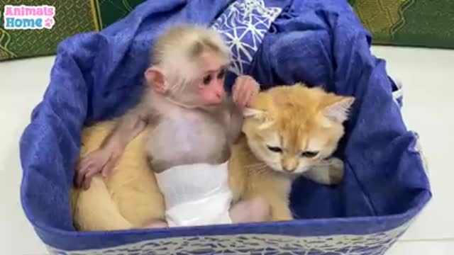 BIBI monkey teach Ody Cat to play With Toys 2021