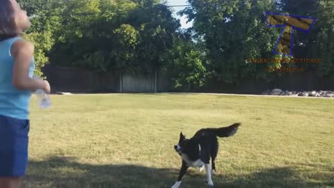 Animals always surprise us with their funny behaviour - Funny animal compilation