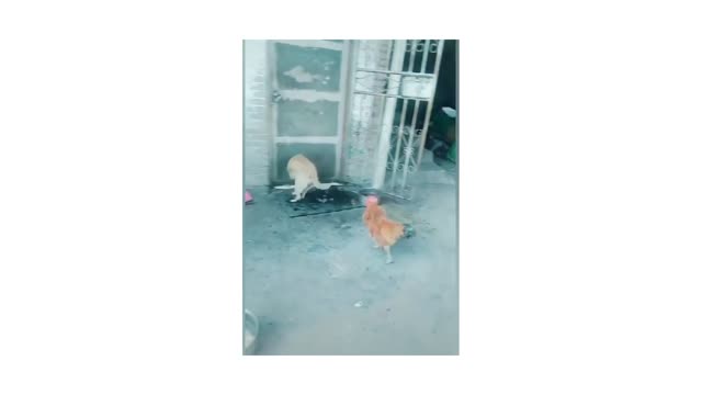 Funny DOG vs Chicken Fighting !!!